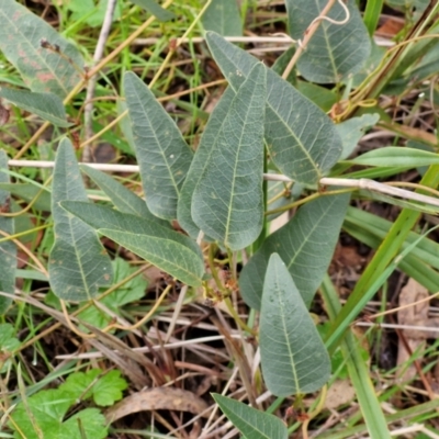 Hardenbergia violacea (False Sarsaparilla) at Goulburn, NSW - 1 Jun 2024 by trevorpreston