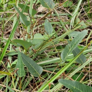 Hardenbergia violacea at Goulburn, NSW - 1 Jun 2024