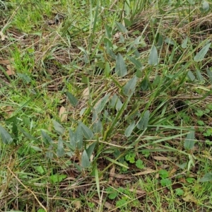 Hardenbergia violacea at Goulburn, NSW - 1 Jun 2024