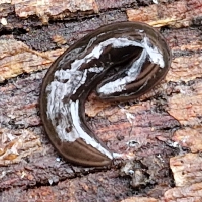 Parakontikia ventrolineata (Stripe-bellied flatworm) at Goulburn, NSW - 1 Jun 2024 by trevorpreston