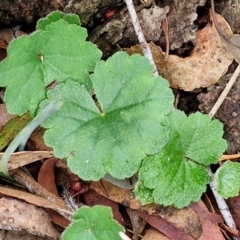 Hydrocotyle laxiflora (Stinking Pennywort) at West Goulburn Bushland Reserve - 1 Jun 2024 by trevorpreston