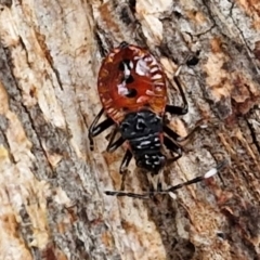 Unidentified True bug (Hemiptera, Heteroptera) at Goulburn, NSW - 1 Jun 2024 by trevorpreston