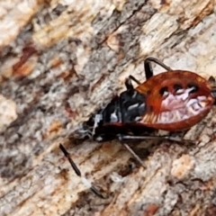 Oechalia schellenbergii at West Goulburn Bushland Reserve - 1 Jun 2024 12:02 PM