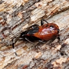 Oechalia schellenbergii at West Goulburn Bushland Reserve - 1 Jun 2024 12:02 PM