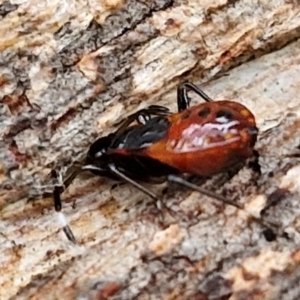 Oechalia schellenbergii at West Goulburn Bushland Reserve - 1 Jun 2024 12:02 PM