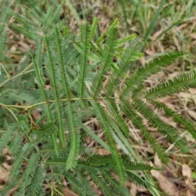 Acacia parramattensis (Parramatta Green Wattle) at Goulburn, NSW - 1 Jun 2024 by trevorpreston