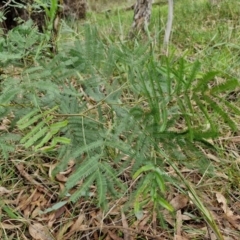 Acacia parramattensis at West Goulburn Bushland Reserve - 1 Jun 2024