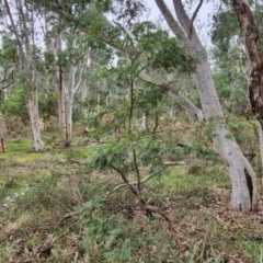 Acacia parramattensis at West Goulburn Bushland Reserve - 1 Jun 2024 12:00 PM