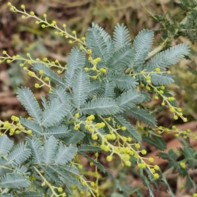 Acacia baileyana at West Goulburn Bushland Reserve - 1 Jun 2024 by trevorpreston