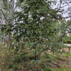 Acacia baileyana at West Goulburn Bushland Reserve - 1 Jun 2024