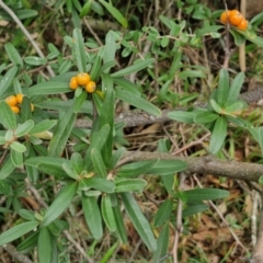 Pyracantha angustifolia (Firethorn, Orange Firethorn) at Goulburn, NSW - 1 Jun 2024 by trevorpreston