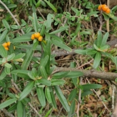 Pyracantha angustifolia (Firethorn, Orange Firethorn) at West Goulburn Bushland Reserve - 1 Jun 2024 by trevorpreston