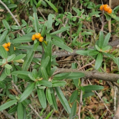 Pyracantha angustifolia (Firethorn, Orange Firethorn) at West Goulburn Bushland Reserve - 1 Jun 2024 by trevorpreston