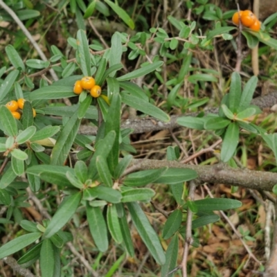 Pyracantha angustifolia (Firethorn, Orange Firethorn) at Goulburn, NSW - 1 Jun 2024 by trevorpreston