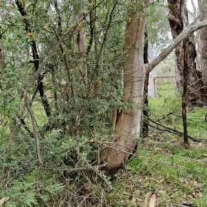 Pyracantha angustifolia at West Goulburn Bushland Reserve - 1 Jun 2024