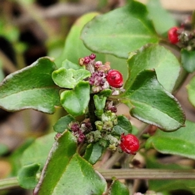 Einadia hastata (Berry Saltbush) at West Goulburn Bushland Reserve - 1 Jun 2024 by trevorpreston