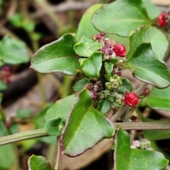 Einadia hastata at West Goulburn Bushland Reserve - 1 Jun 2024