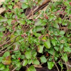 Einadia hastata at West Goulburn Bushland Reserve - 1 Jun 2024