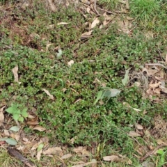 Einadia hastata at West Goulburn Bushland Reserve - 1 Jun 2024