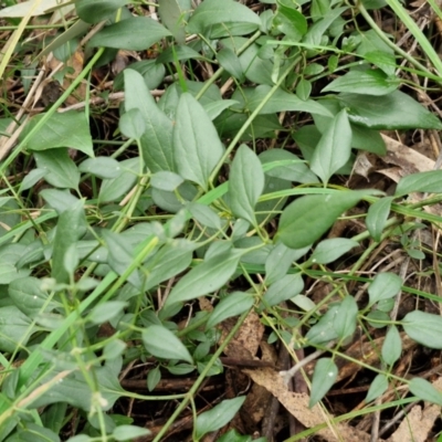 Clematis glycinoides (Headache Vine) at West Goulburn Bushland Reserve - 1 Jun 2024 by trevorpreston