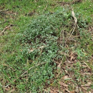 Clematis glycinoides at West Goulburn Bushland Reserve - 1 Jun 2024