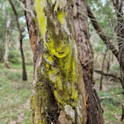 Chrysothrix xanthina (A lichen) at West Goulburn Bushland Reserve - 1 Jun 2024 by trevorpreston