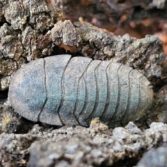 Laxta granicollis (Common bark or trilobite cockroach) at Goulburn, NSW - 1 Jun 2024 by trevorpreston