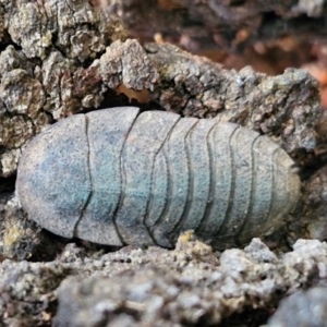 Laxta granicollis at West Goulburn Bushland Reserve - 1 Jun 2024 11:55 AM