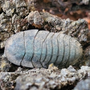 Laxta granicollis (Common bark or trilobite cockroach) at Goulburn, NSW by trevorpreston