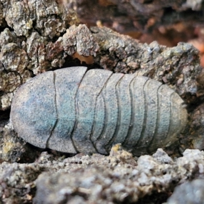 Laxta granicollis (Common bark or trilobite cockroach) at West Goulburn Bushland Reserve - 1 Jun 2024 by trevorpreston