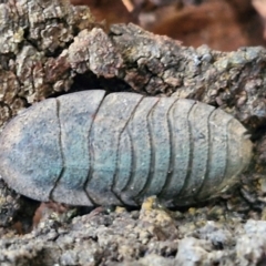 Laxta granicollis at West Goulburn Bushland Reserve - 1 Jun 2024