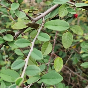 Cotoneaster pannosus at West Goulburn Bushland Reserve - 1 Jun 2024 11:53 AM