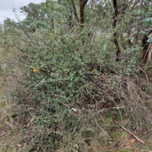 Cotoneaster pannosus at West Goulburn Bushland Reserve - 1 Jun 2024 11:53 AM