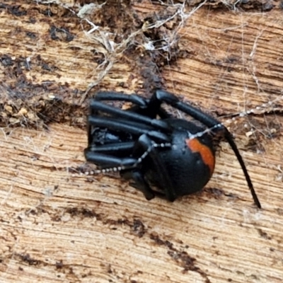 Latrodectus hasselti (Redback Spider) at Goulburn, NSW - 1 Jun 2024 by trevorpreston