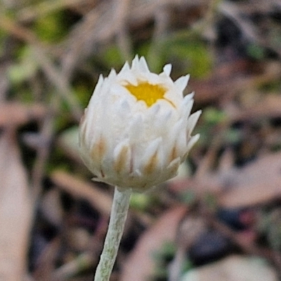 Leucochrysum albicans subsp. tricolor (Hoary Sunray) at Goulburn, NSW - 1 Jun 2024 by trevorpreston