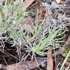 Leucochrysum albicans subsp. tricolor at West Goulburn Bushland Reserve - 1 Jun 2024