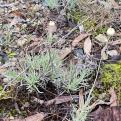 Leucochrysum albicans subsp. tricolor at West Goulburn Bushland Reserve - 1 Jun 2024