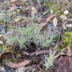 Leucochrysum albicans subsp. tricolor at West Goulburn Bushland Reserve - 1 Jun 2024