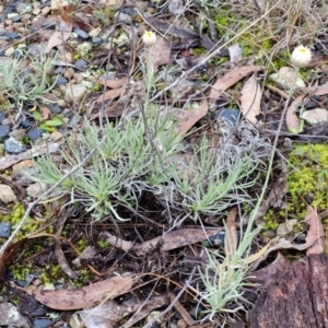 Leucochrysum albicans subsp. tricolor at West Goulburn Bushland Reserve - 1 Jun 2024