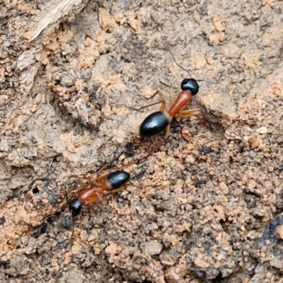 Camponotus consobrinus (Banded sugar ant) at Goulburn, NSW - 1 Jun 2024 by trevorpreston
