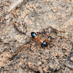 Camponotus consobrinus at West Goulburn Bushland Reserve - 1 Jun 2024 11:51 AM