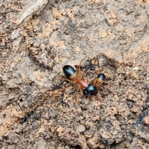 Camponotus consobrinus at West Goulburn Bushland Reserve - 1 Jun 2024