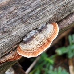 Xylobolus illudens (Purplish Stereum) at Goulburn, NSW - 1 Jun 2024 by trevorpreston