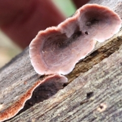 Xylobolus illudens at West Goulburn Bushland Reserve - 1 Jun 2024 11:50 AM