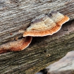 Xylobolus illudens at West Goulburn Bushland Reserve - 1 Jun 2024 11:50 AM