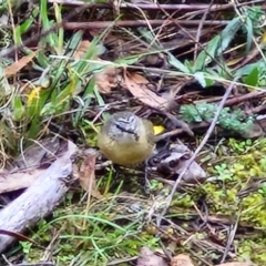 Acanthiza chrysorrhoa (Yellow-rumped Thornbill) at West Goulburn Bushland Reserve - 1 Jun 2024 by trevorpreston