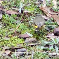 Acanthiza chrysorrhoa at West Goulburn Bushland Reserve - 1 Jun 2024