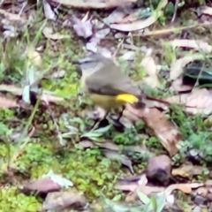 Acanthiza chrysorrhoa at West Goulburn Bushland Reserve - 1 Jun 2024