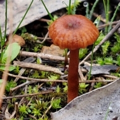 Unidentified Cap on a stem; gills below cap [mushrooms or mushroom-like] at Goulburn, NSW - 1 Jun 2024 by trevorpreston