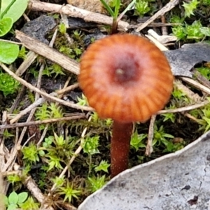 Laccaria sp. at West Goulburn Bushland Reserve - 1 Jun 2024 11:49 AM